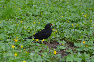 Turdus merula (male) standing among yellow blooming buttercups .Portrait of black bird in spring outdoors.