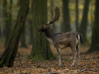 fallow deer animal horned animals