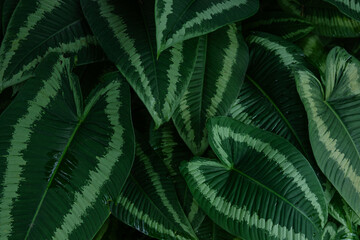 closeup nature view of green leaf texture, dark wallpaper concept, nature background, tropical leaf.