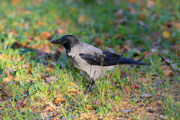 Obraz premium portrait of a crow in autumn