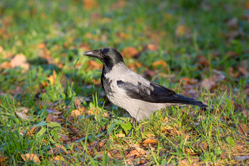 Obraz premium crow on the grass