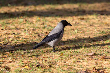 portrait of a crow on fallen needles