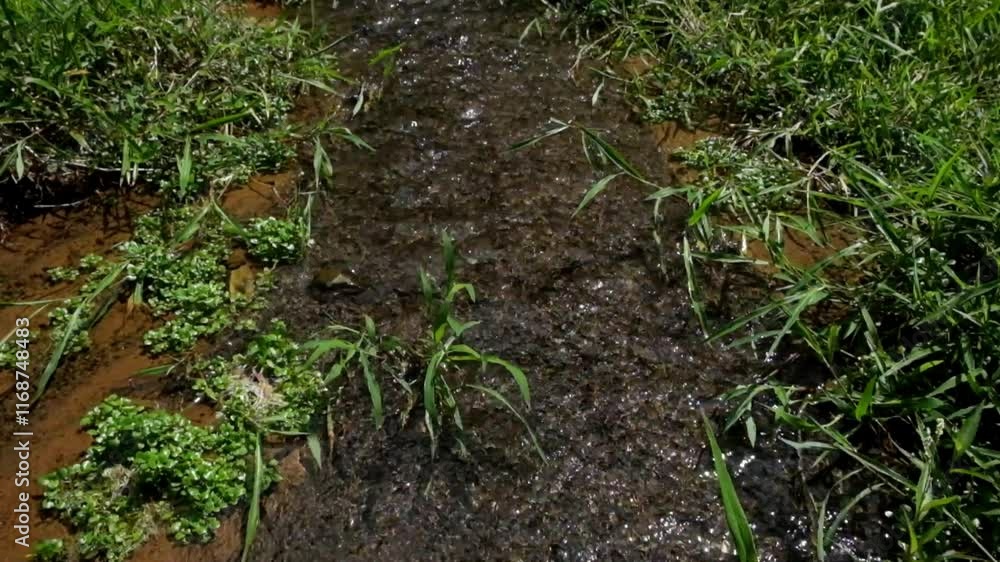 Poster small clear river flow and green grass. river structure with pebbles. environmental concepts. copy s