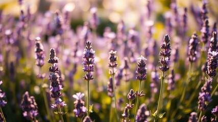 Obraz premium Golden Hour Lavender Field A close-up view of blooming lavender plants bathed in warm sunlight.