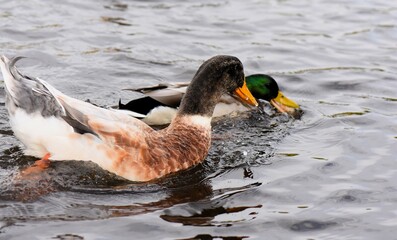 duck swimming in a lake with water droplets on the water