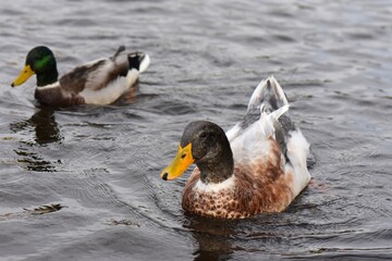 duck swimming in a lake with water droplets on the water