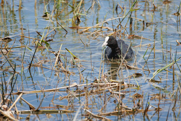 Focha común Fulica atra en su hábitat natural en el parque natural el Hondo, Elche, España