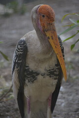 The painted stork is a large wader in the stork family. It is found in the wetlands of the plains of tropical Asia south of the Himalayas in the Indian Subcontinent and extending into Southeast Asia. 
