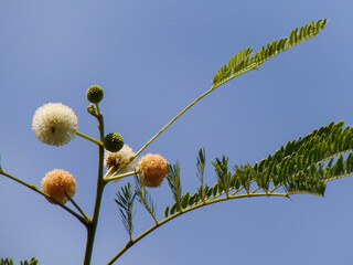 Pompom flowers of River tamarind