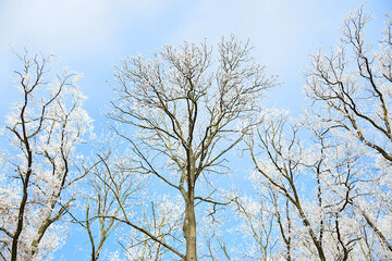 tree in frost, winter day in the park