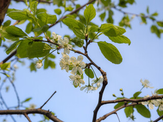 apple tree in spring