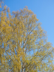 Fototapeta premium birch branches against the sky in spring