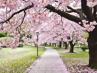 Naklejka premium Beautiful japan sakuracherry blossoms flower in spring season
