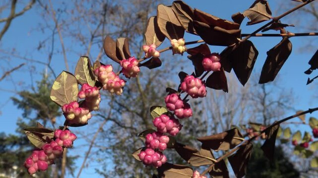 branches of snowberry pink-fruited in a park on a sunny day in December