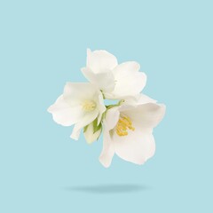 Fototapeta premium Jasmine flowers in air on light blue background. Blooming plant