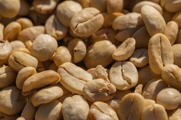 The process of making coffee beans dry by using sunlight. Coffee bean drying in a yard. Sun dried coffee