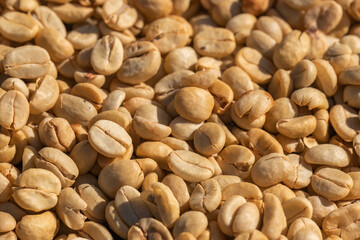 The process of making coffee beans dry by using sunlight. Coffee bean drying in a yard. Sun dried coffee