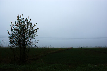 misty gloomy landscape cloudy sky field