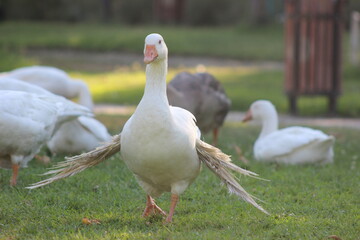 goose, bird, white, duck, animal, farm, grass, geese, nature, beak, domestic, animals, water, 