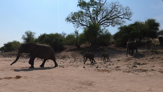 Elefantenfamile l&auml;uft &uuml;ber eine Sandstra&szlig;e im Chobe Nationalpark