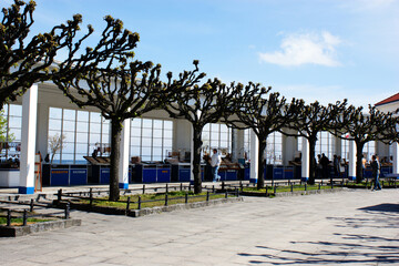 promenade by the sea in Sopot decorative baobab trees