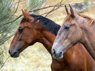 Obraz premium Primer plano de dos caballos en un entorno natural