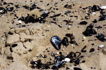 shells on sand at the beach clams