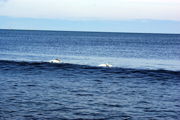 Obraz premium Polish Baltic Sea beautiful blue sea waves ocean horizon sand and beach blue sky white birds swans at sea