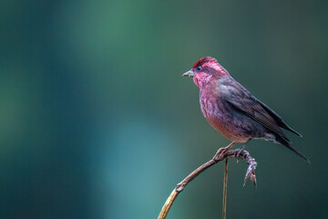 Dark-breasted rosefinch