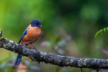 Rufous sibia. 