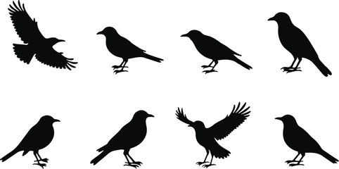 Collection of Bird Silhouette Vector Illustrations