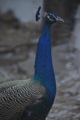 Fototapeta premium Peafowl is a common name for two bird species of the genus Pavo and one species of the closely related genus Afropavo within the tribe Pavonini of the family Phasianidae.