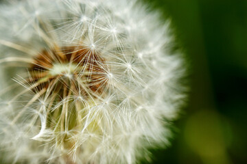 Fototapeta premium Dandelion at the meadow spring pollination seeds in green color