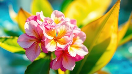 Fototapeta premium Vibrant Pink and Yellow Flowers Blooming in Sunlight
