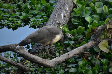 Peafowl is a4 common name for two bird species of the genus Pavo and one species of the closely related genus Afropavo within the tribe Pavonini of the family Phasianidae.