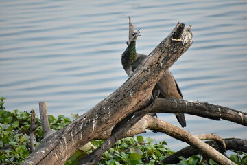 Peafowl is a common name for two bird species of the genus Pavo and one species of the closely related genus Afropavo within the tribe Pavonini of the family Phasianidae.