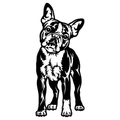 Boston Terrier Dog Breed - Pet Vector Cut file, Dog Silhouette Stencil - Cricut file