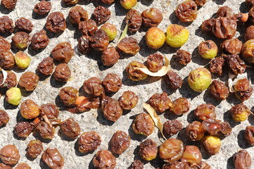 Raisins drying in the sun on a sunny day. Delicious natural sun dried food and fruits.