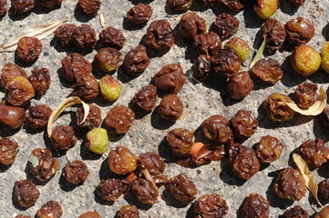 Raisins drying in the sun on a sunny day. Delicious natural sun dried food and fruits.