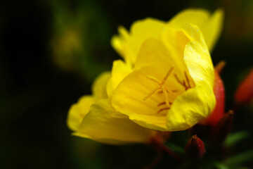 Oenothera yellow flower in the garden public park single flower yellow petals