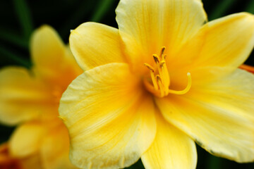 Obraz premium one beautiful yellow lily flower on green background facing right