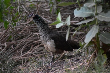 Peafowl is a common name for two bird species of the genus Pavo and one species of the closely...