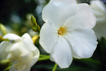 white camellia flowers two flower heads