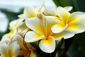 plumeria white and yellow flower exotic flower group in garden