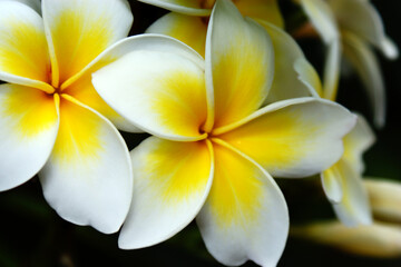 plumeria white and yellow flower exotic flower group in garden