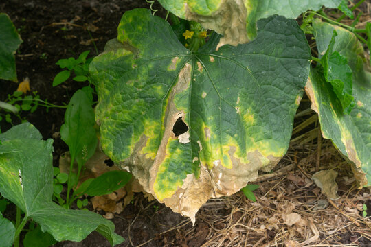 Dried cucumber leaf, cucumber disease, plant damage, phosphorus deficiency