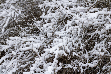 branches covered with snow