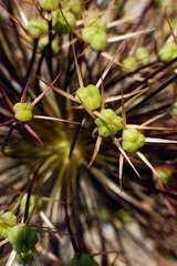 allium giganteum flower closeup buds brown and green