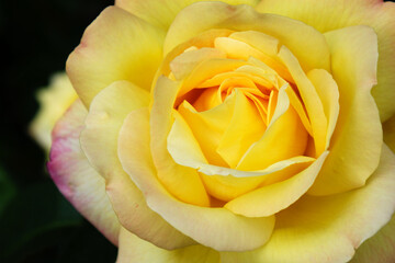 yellow rose beautiful flower petals single flower head