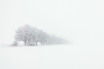 Serene snow covered field stretches out, with trees standing quietly in the distance. Foggy february morning in nature. Winter contrast landscape